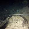 Picture taken during the dive