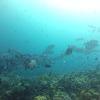 Picture taken during the dive