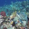 Picture taken during the dive