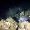 Picture taken during the dive