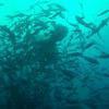 Picture taken during the dive