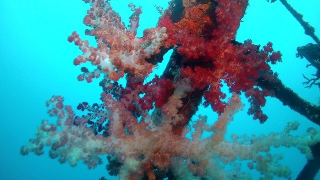 Diving in Solevu, Fiji - By Sean