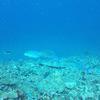 Picture taken during the dive