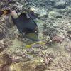 Picture taken during the dive