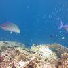 Picture taken during the dive