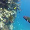 Picture taken during the dive