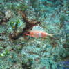 Picture taken during the dive