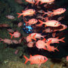 Picture taken during the dive
