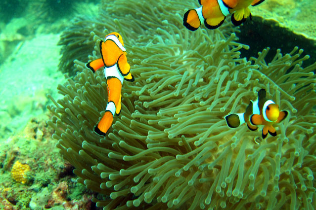 Scuba Addicts - Dive Center in Thailand
