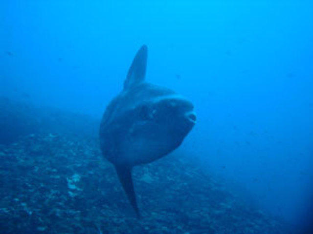 Lembongan Dive Center - Dive Center in Indonesia