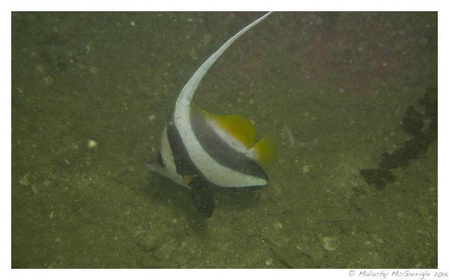 East Marine Holidays Sdn Bhd - Dive Center in Malasia