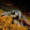 Picture taken during the dive