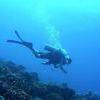 Picture taken during the dive